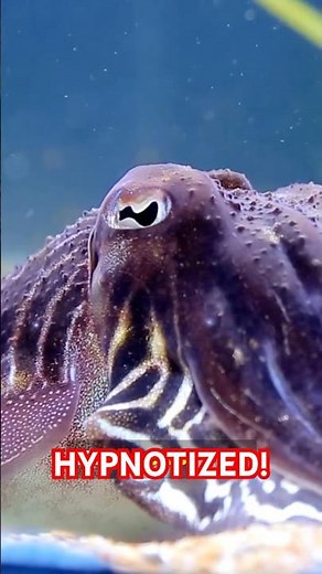 This Cuttlefish Hypnotizes Its Prey Before Eating It! 😳🐙