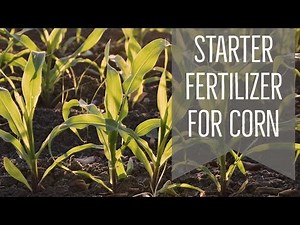 Starter Fertilizer in Corn