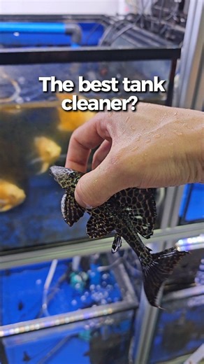 Plecos catfish are the ultimate cleaners for the aquarium . . . #fishkeeping #aquariumhobby #fishkeepingcommunity #catfish | New Life Aquarium Keysborough