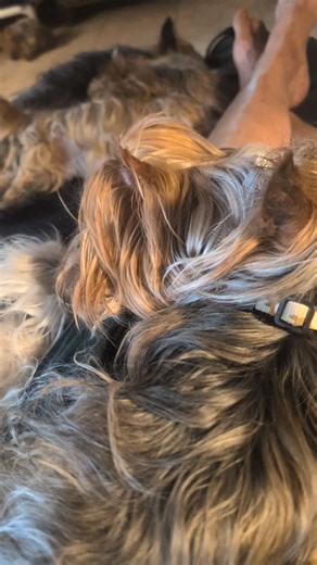 Yorkie heaven. It just doesn't get any better. We have so many Yorkies that would love to live like these, who are ours. www.breederadoptions.org. | Breeder Release Adoption Service - Making Their Lives Perfect