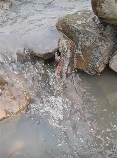 Discover the Enormous Giant Salamander in its Natural Habitat