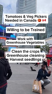 🇨🇦 Hiring Tomato Veg Pickers Canada. https://www.canadacareersite.com/job/general-labourer-farm-1430511-671-46402 | ZT Canada