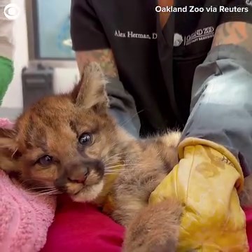 2.8K views · 63 reactions | CUB RESCUE: Two orphaned mountain lion cubs received care at the Oakland Zoo in California after they were rescued by the California Department of Fish and Wildlife on Tuesday. It's believed their mother was fatally struck by a car and staff brought in the cubs to care for them. | WCAX-TV | Facebook