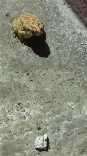 Screaming Budgets Frog 🐸 #shorts #viral #shortfeed #trending #frog #youtubeshorts #frogs #anuandsuji