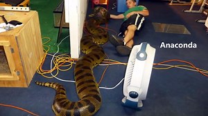 Anaconda vs Python - Part 2 - What is the biggest snake in the world