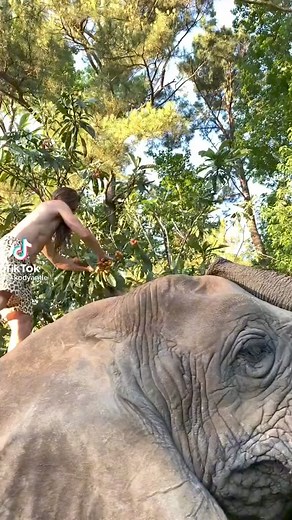 🐘🐘🐘 | Chimpanzee Show 01