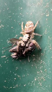 5K views · 374 reactions | Snack time  A very small zebra jumping spider, tucking into a fly for lunch. Witness on a big palasade fence! #jumpingspider #natureismetal #prey #fly #eating #snacktime #spider #jumpingspidersofinstagram #shotoniphone #iphone15 | Pbmacro | Facebook