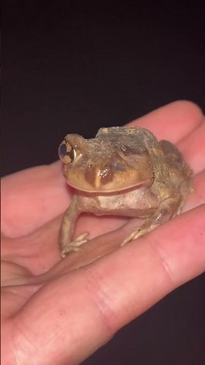One-eyed eastern Spadefoot toad #toad #toads #wildlife #frog #frogs