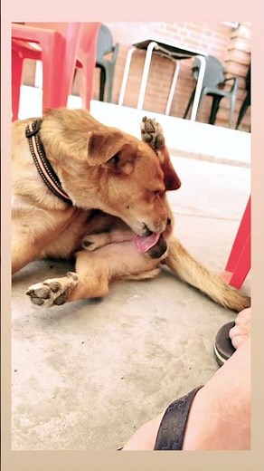 a dog licks his balls