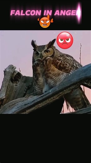 Owl Strikes Back! ⚔️ Falcon’s Worst Mistake 🦅💥#animals #wildlife #tranding #viral #youtube #falcon