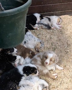 4.2K views · 274 reactions | When you hear they’ve re-stock the Toilet Paper at the grocery store.... RUN!! | Green Valley Australian Shepherds | Facebook