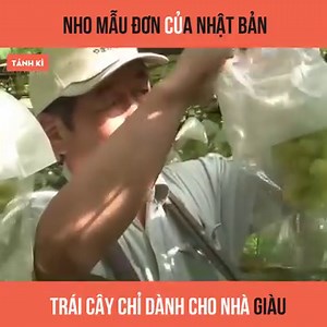4.5M views · 10K reactions | Có giá lên đến cả trăm đô cho một chùm nho chưa đến 30 trái, nho Mẫu Đơn Nhật Bản với vị ngọt đặc trưng vẫn khiến giới nhà giàu phát cuồng :o Edit & Subbing: TK Team | Tánh Kì | Facebook