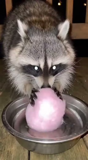Trash Pandas Gone Wild 🦝 #Raccoons #FunnyAnimals #TrashPanda