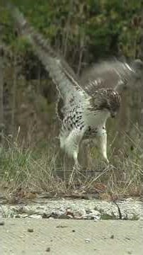 Rare Footage: Redtail Hawk's Ultimate Trapped #falconry #shorts #animalrescue