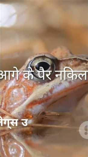 मेंढक का जीवन चक्र...#frog metamorphosis 🐸, #trendingvideo,#viralvideo