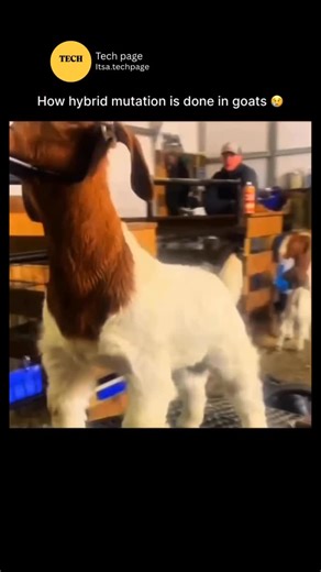 Tech page on Instagram: "Hybrid mutation in goats is not a naturally occurring process but rather a biotechnological approach where genetic changes are introduced through methods such as cross-breeding, artificial insemination, or advanced molecular techniques. In simple terms, it combines the idea of *hybridization* (mating two genetically different breeds to produce offspring with desirable traits like higher milk yield, faster growth, or disease resistance) with *mutation* (the introduction o