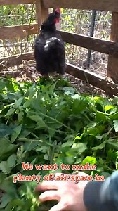 The secret to my lazy gardening strategy | Anne of All Trades