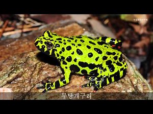무당개구리 울음소리_Fire-bellied toad_sound_국립환경과학원