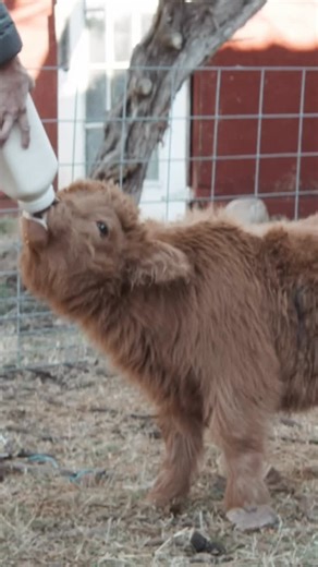 Hairy Heifer Cattle Co on Instagram: "A lot goes into raising Mini Highlands in the Texas Hill Country… and this clip is only a tiny piece of our story. Our full documentary—From Highlands to the Hill Country—is now on YouTube. It follows our herd, our family, and the ranch behind Hairy Heifer. Search “Hairy Heifer documentary” on YouTube to watch the full film. #minicows #mini #grasspuppy #ranch #hairyheifercattleco"