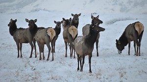 Sask. to issue hunting permits out of season for destructive elk on farmland