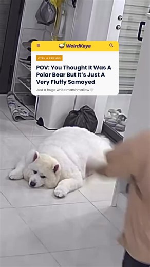 asdfgh very cute 🐻‍❄️🥹🤏🏻 | WeirdKaya