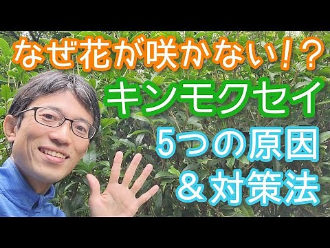 キンモクセイに花が咲かない原因5選と解決策(2023年9月)5️⃣🌳