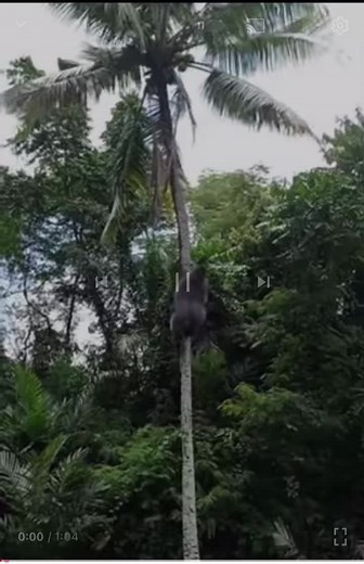 Gorilla Climbing Up and Down Coconut Palm Tree for Coconut