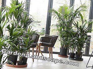 Plantes: Kentia Palm, Howea forsteriana - soins et hivernage | 2025