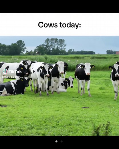 Cows Dancing on the First of the Month