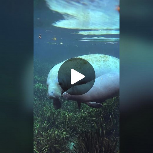 Baby Manatee Swimming with Mom - Wildlife Video