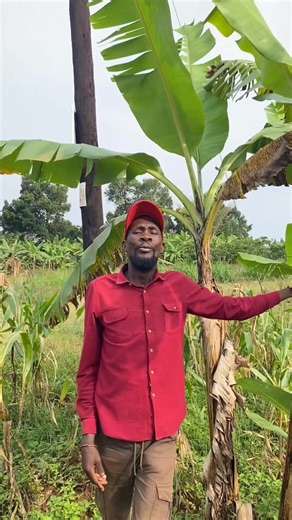 Musumba Pinto official (@musumba_pinto_official)’s videos with original sound - Musumba Pinto official