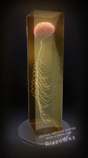 This Is Your Nervous System