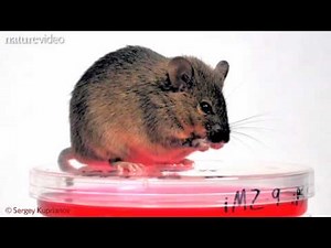 Method of the Year 2009: iPS cells