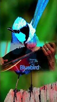 Bluebird-a Stephen Stills solo guitar arrangement
