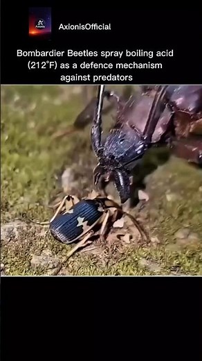 Bombardier Beetle: Nature’s Explosive Defense