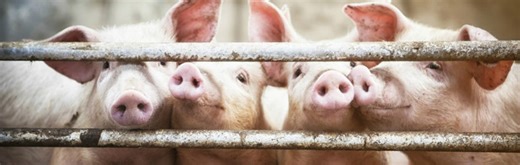 Animal Handling: Swine - Upper Midwest Agricultural Safety and Health Center