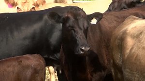 Hawaii lawmakers hold briefing on federal cuts to state’s agriculture, food grants