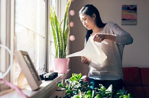 10 Easy Plants That Don't Require Drainage to Survive | LoveToKnow