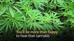 3.8K views · 254 reactions | The Future of Cannabis, Big Pharma, and Big Alcohol - Why the plant can't be stopped, read this https://cannabis.net/blog/opinion/pharma-beer-and-the-future-of-cannabis | Cannabis.Net | Facebook