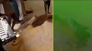 Pig Feed Formulation | How To Feed Pigs at a LOW COST. #OptimistFarmer | Civilwithshrawan