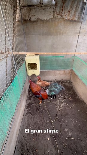 El "Estirpe real" en reproducción, Chuito Forever | Gallos De Pelea Pueblo Arrecho