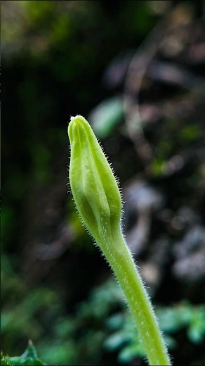 🌿 Ordinary Grass, Extraordinary Beauty | Macro Photography