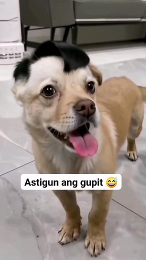 madurog pa he doggy daing kaimo 🤣🤣🤣#viralreelschallenge2025viralreelschallengejaiviralreelschallengeviralreelschallenge #viralhighlightpost | Uyah Manga Eban