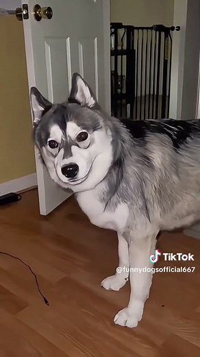 Huskies Hilariously Argue Like They Pay the Bills