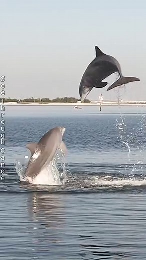 Dolphins jumping in front of my kayak while kayaking in Tampa Bay in St Pete, Florida. I was standing in the kayak for this video. I had a video camera in one hand and a full size camera in the other. #nature #AmaZing #animals #Awesome #wildlife #dolphins #naturephotography #florida #ocean #kayaking #boating #kayak #explore #clearkayak #naturelovers | See Through Canoe
