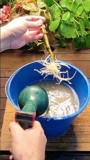 How to Root Fruit Tree Cuttings (Professional Nursery Method) | 100% Natural