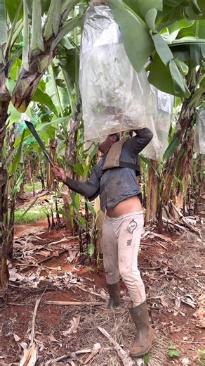 Exploring Polynesian Culture: Cook Islands and Vanuatu