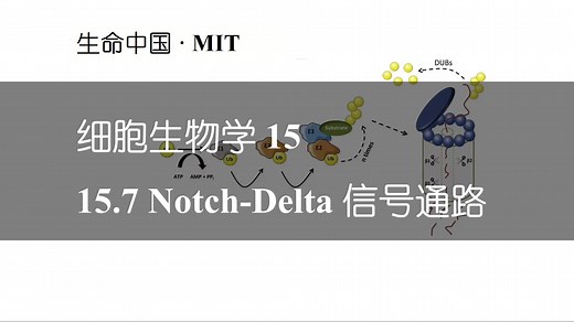 【细胞生物学】15.7 Notch-Delta 信号通路