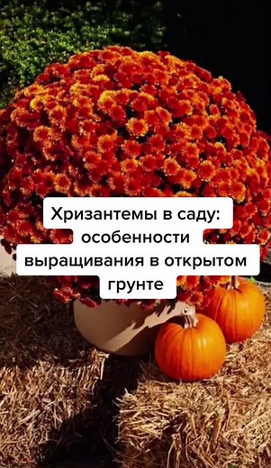 Дачница на удаленке on TikTok