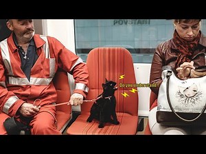 This Cat Starts Arguing in Public… Like a Real Human! 😼🗣️🚇